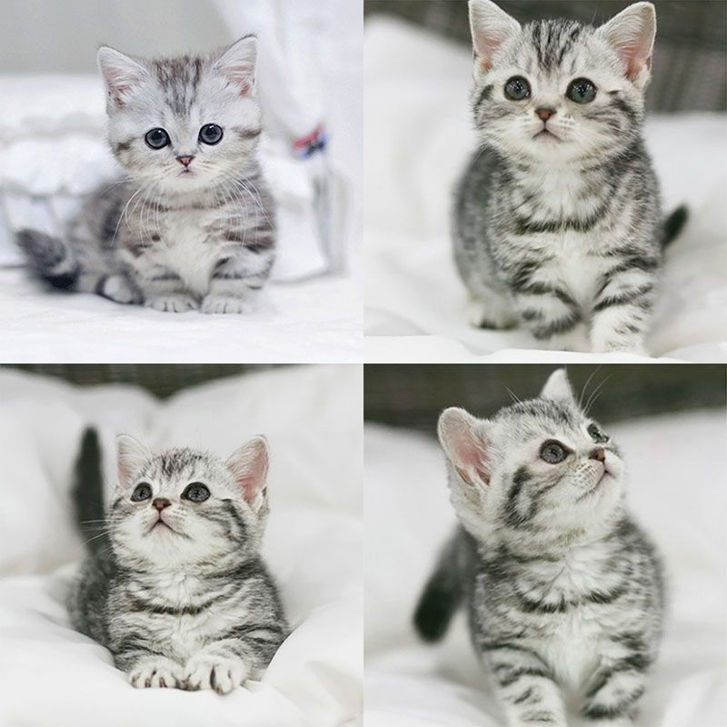 美短美国短毛猫起司加白幼猫纯种健康虎斑家养便宜宠物猫矮脚可爱
