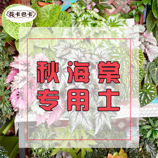 秋海棠专用土种植盆栽鳟鱼乌头杂营养土竹节海棠阳台室内蟆叶基质