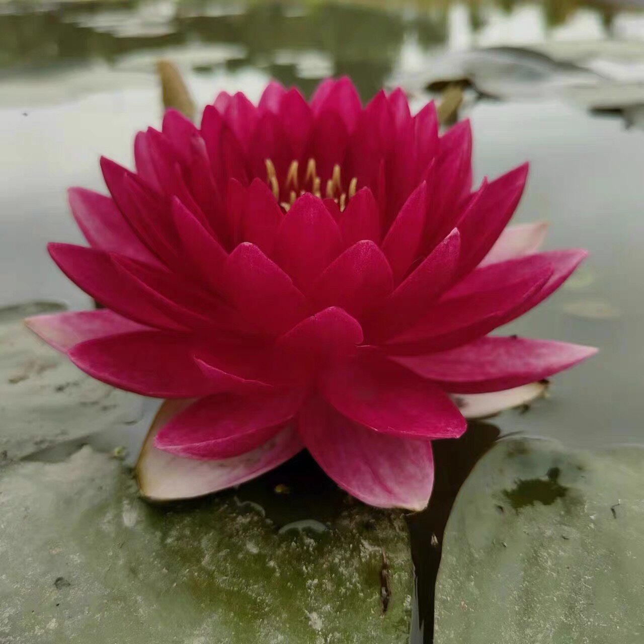 高档睡莲水培植物池塘耐寒水生花卉碗莲荷花苗重瓣浓香大花带花苞