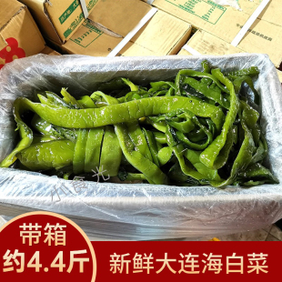 新鲜海白菜非干货裙带菜梗段海带丝海菠菜厚咸菜大连腌渍带水