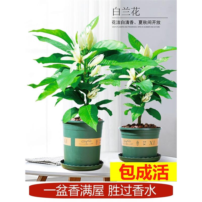白兰花盆栽玉兰花树苗带花苞黄兰室内庭院浓香型花卉高颜值花植物