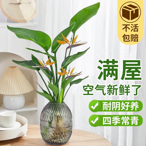 天堂鸟盆栽花卉植物室内易养活无土水培桌面鹤望兰客厅绿植高颜值