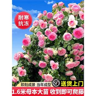 开花卉盆栽玫瑰 1米6大苗 蔷薇花苗藤本月季 特大花爬藤植物四季