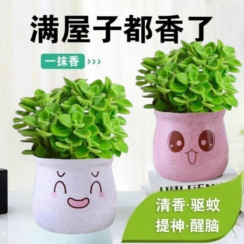 碰碰香盆栽可食用绿植驱蚊提神香喷喷多肉植物花卉净化空气一抹香图片