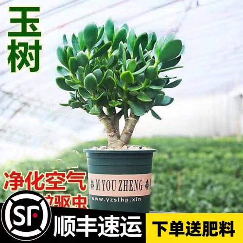 精选玉树老桩树苗盆栽室内金枝玉叶盆栽好养易活黄金花月多肉植物