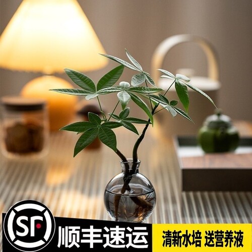 【恭喜发财】水培植物发财树办公室内客厅桌面花卉盆栽净化绿植