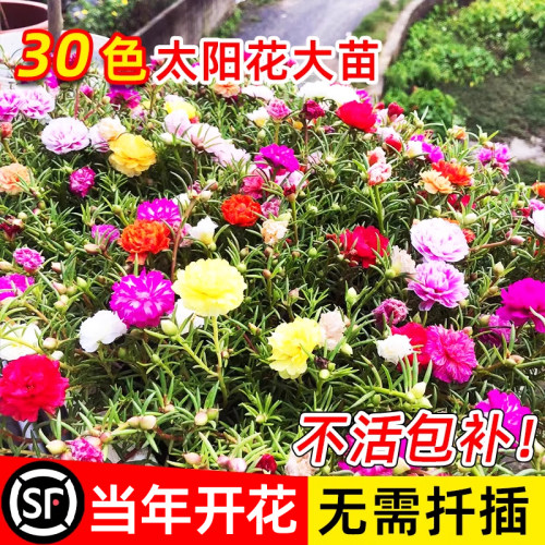 重瓣太阳花盆栽苗大花带根带花苞四季开花植物室内室外好养花卉