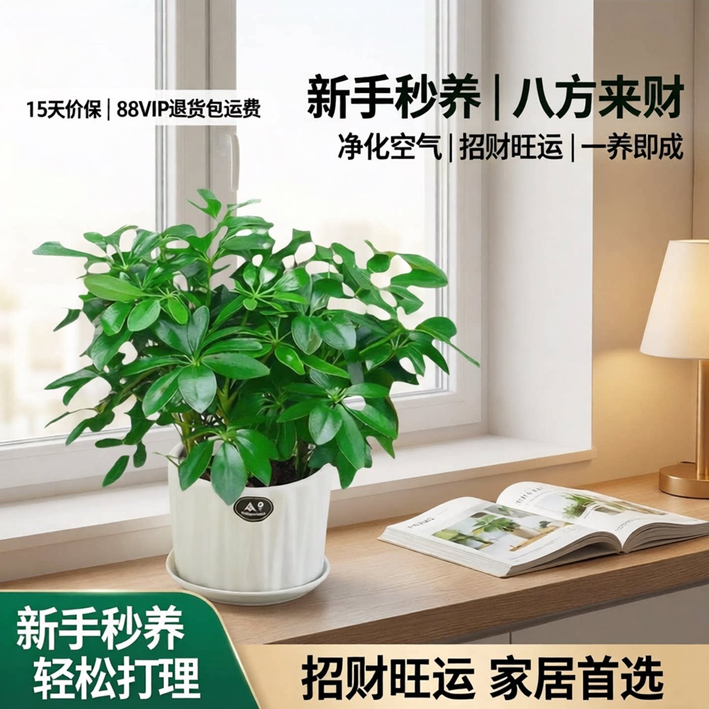 绿植四季常青八方来发财树鸭脚木图片