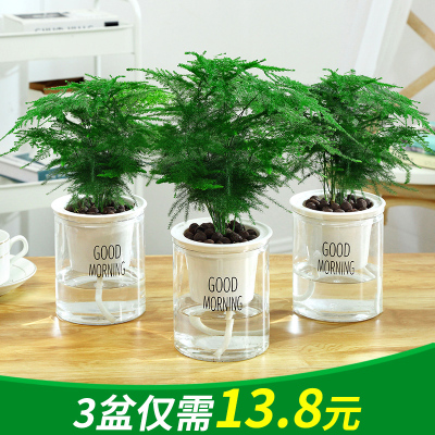 文竹盆栽盆景植物室内客厅花卉办公室桌面绿植好养四季常青大盆栽