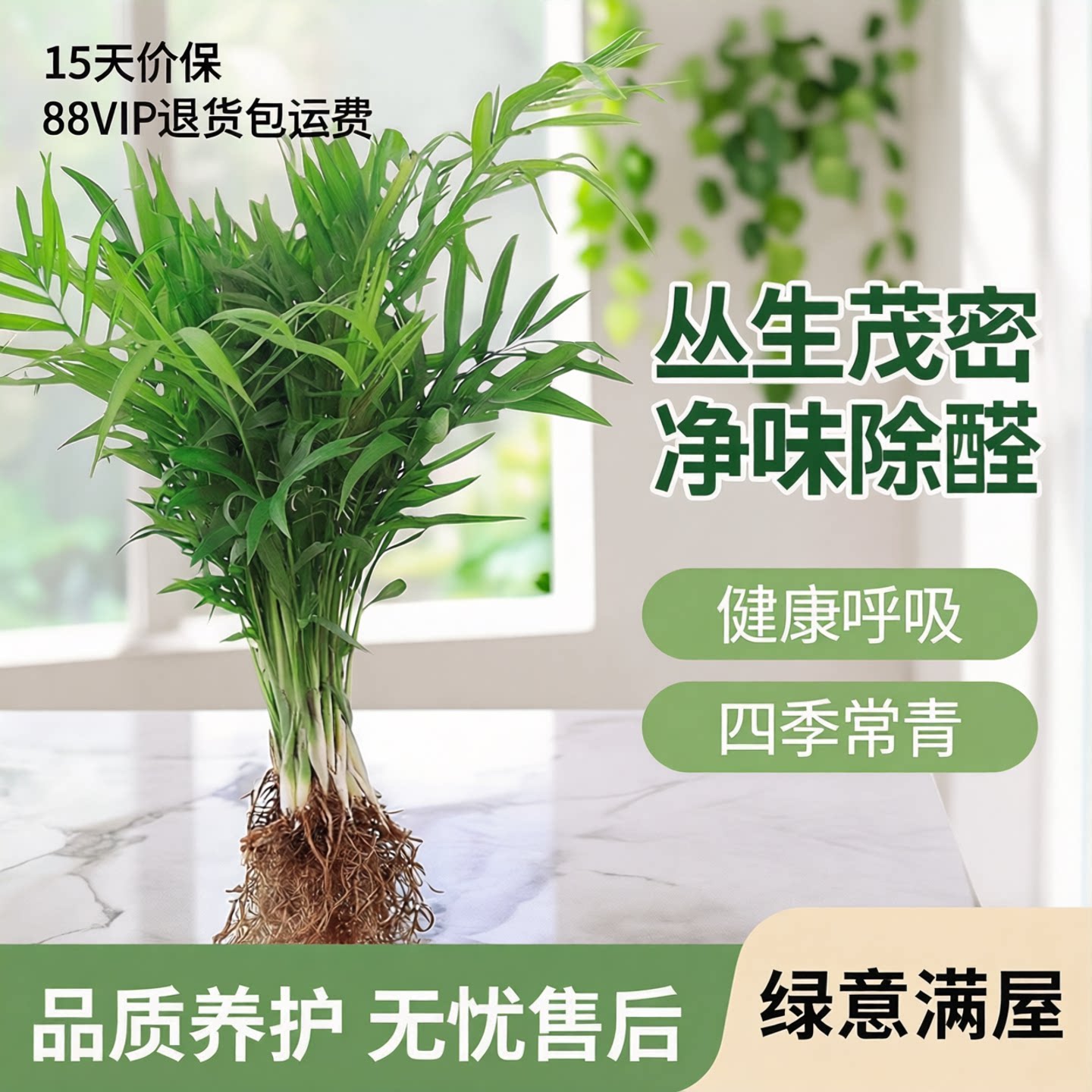 袖珍椰子盆栽富贵椰子绿植盆栽懒人 植物花卉盆景花卉好养植物