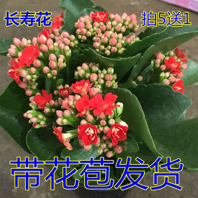 长寿花盆栽重瓣大花苗带花苞新品