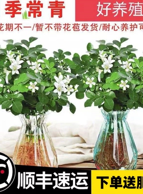 四季好养盆栽驱蚊水培九里香盆栽绿植办公室内桌面高颜值花卉