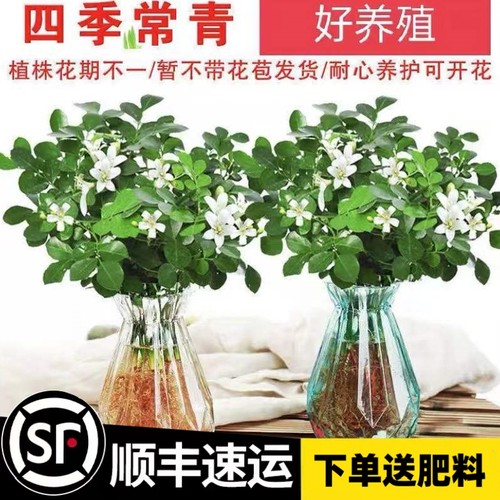 四季好养盆栽驱蚊水培九里香盆栽绿植办公室内桌面高颜值花卉