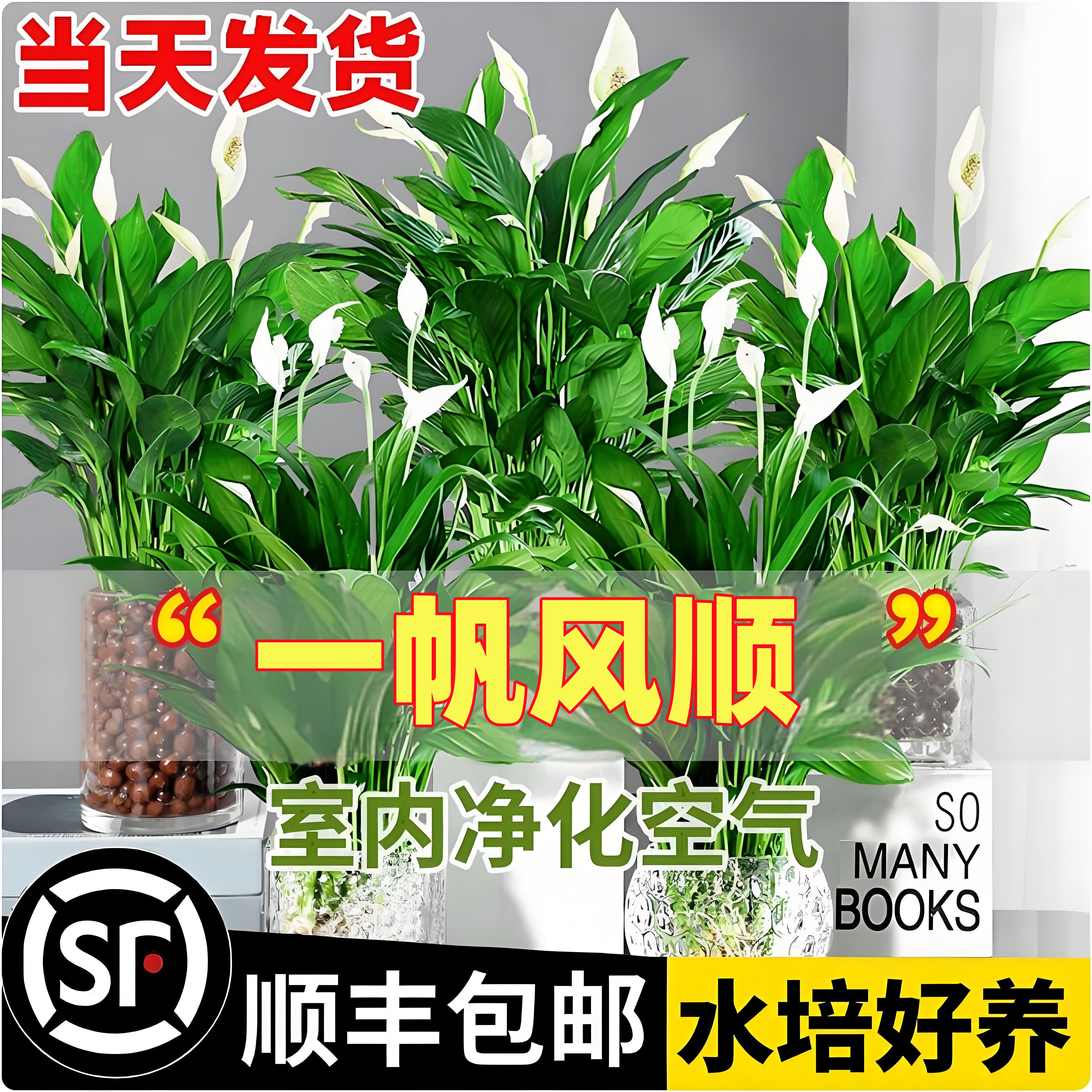 白掌盆栽一帆风顺水培植物室内好养花卉大盆绿植水养红掌四季易活