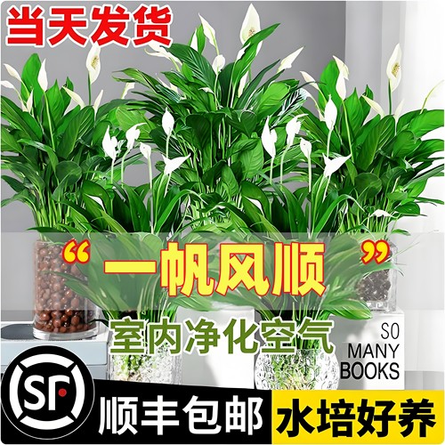 白掌盆栽一帆风顺水培植物室内好养花卉大盆绿植水养红掌四季易活