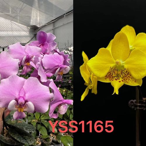 【盈收兰园】YSS1165贵族西交黄色史塔基1.7寸苗株