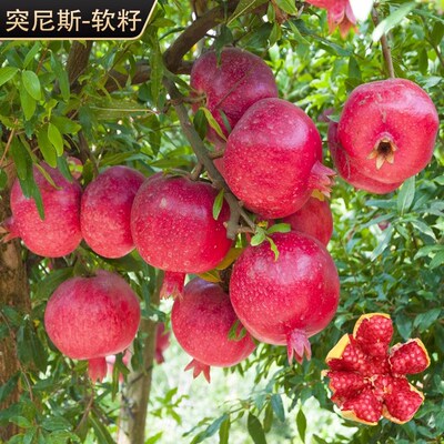 特大突尼斯软无籽石榴树苗南北方四季种植庭院水果树带土当年结果