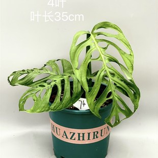 植物时光 巨洞龟背竹 Monstera Epipremnoides耐荫好养 高级观叶