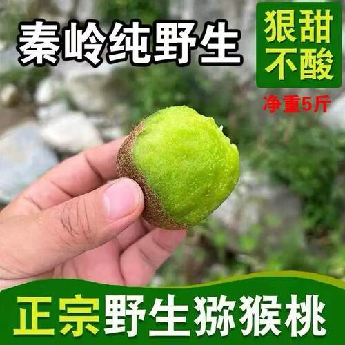 秦岭深山新鲜小猕猴桃