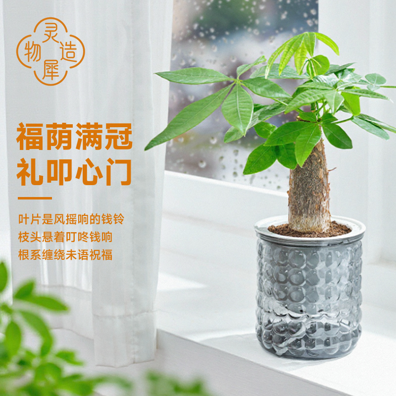 【灵犀物造】招财纳福发财树盆栽室内办公室桌面清新好养活绿植