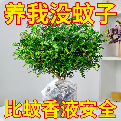 正宗清香胡椒木室内耐荫好养植物