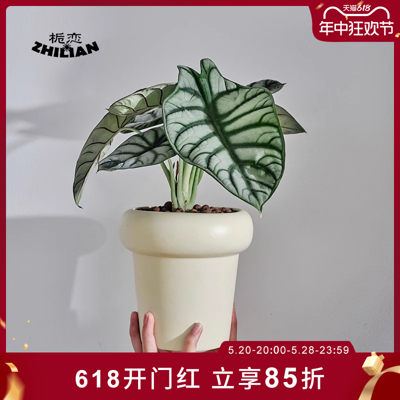 网红海芋绿植盆栽高级ins风绿植