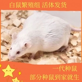 鲜活小白鼠乳鼠人工养殖宠物蛇饲料亚成繁殖组小白鼠繁殖组