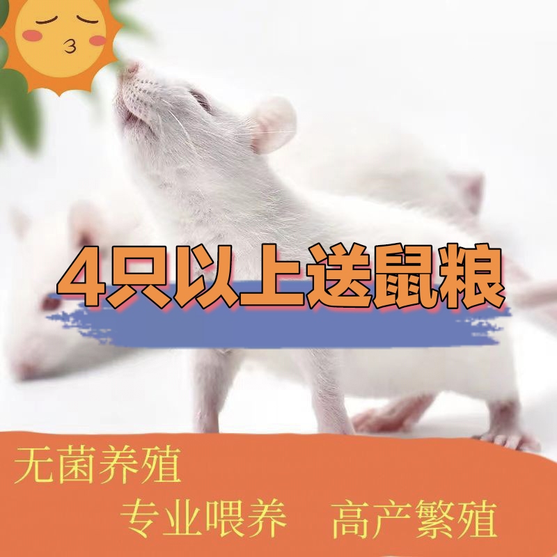 鲜活小白鼠繁殖组活体