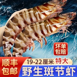 竹节虾鲜活特大速冻野生海虾斑节虾九节虾超大基围虾海鲜水产鲜虾