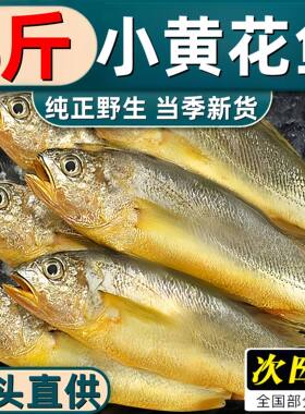 今年新货海捕小黄花鱼顺丰包邮