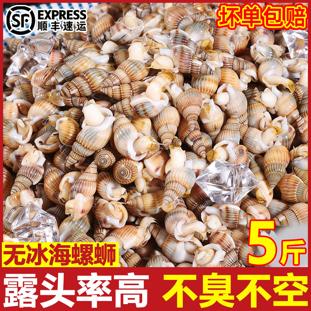 海螺丝鲜活冷冻海锥海瓜子熟冻海锥大号麻辣海螺丝新鲜螺商用顺丰