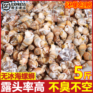 海螺丝鲜活冷冻海锥海瓜子熟冻海锥大号麻辣海螺丝新鲜螺商用顺丰
