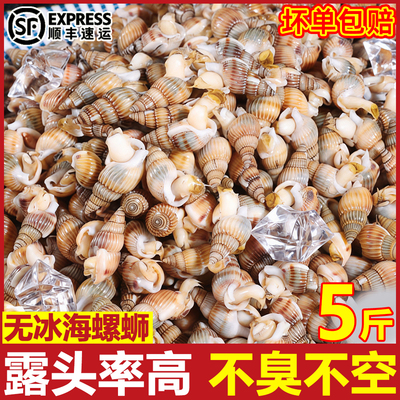 单冻大号熟冻麻辣海锥商用顺丰