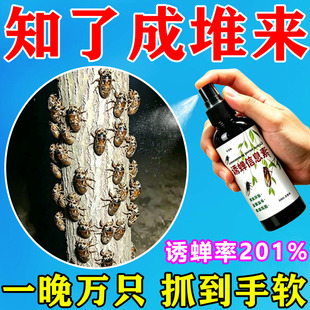 抓知了猴神器诱蝉水夜晚户外捕捉鸣蜩爬叉出土树林引诱蝉信息素水