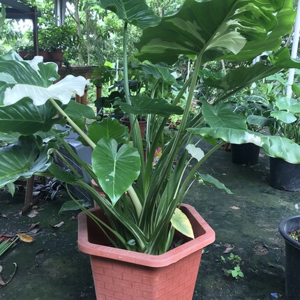 冲绳银海芋Alocasia odora 'Okinawa Silver'