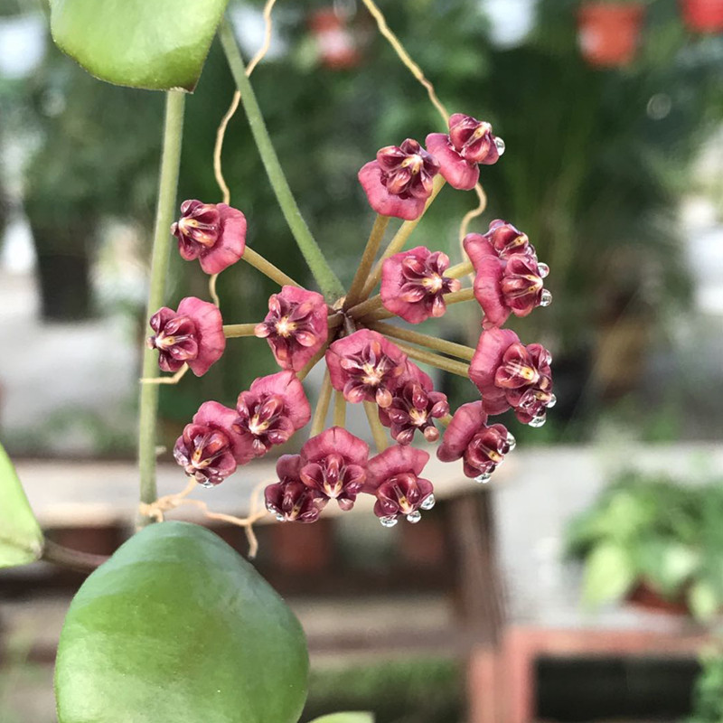 卢卡球兰 阳台植物