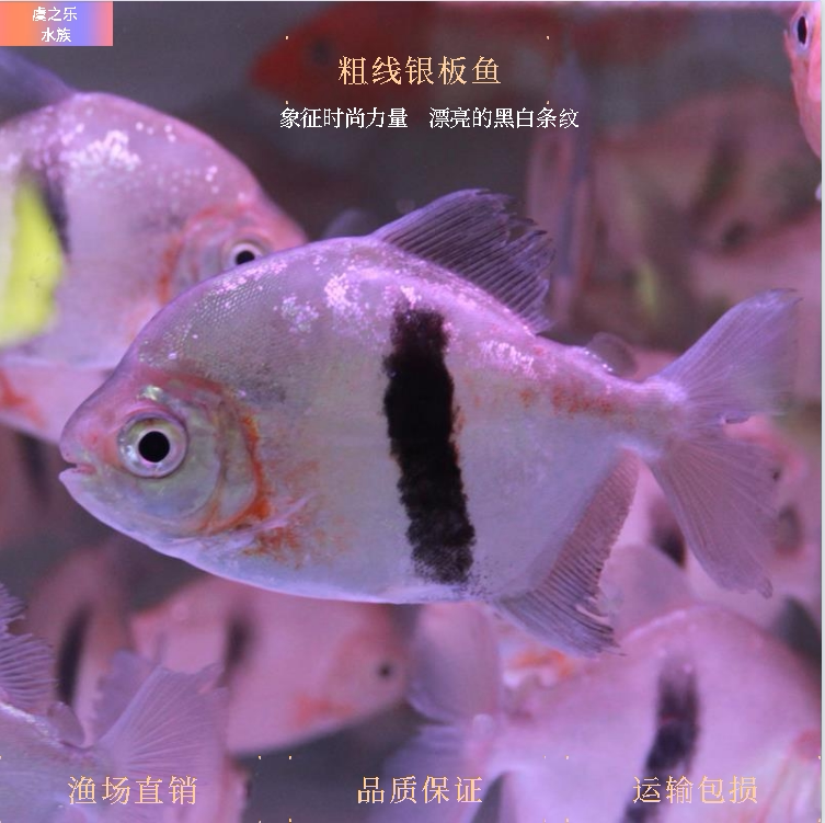粗细银板鱼黑桃a银板虎纹银板热带观赏鱼活体龙鱼配鱼豹点中层鱼