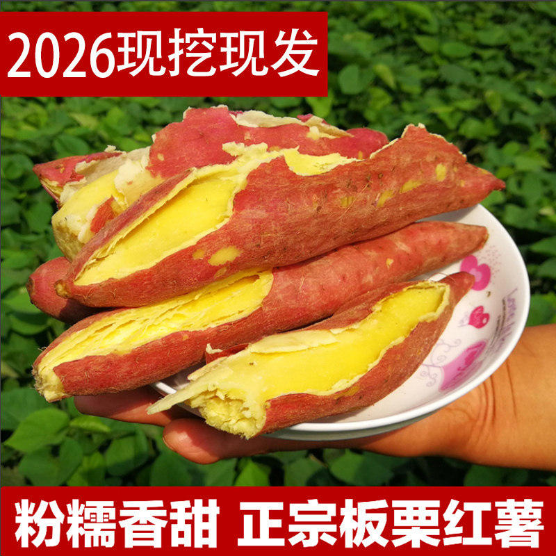 北田板栗红薯秦薯5号3/5斤孕妇宝宝辅食小番薯新地瓜粉糯甘甜地瓜