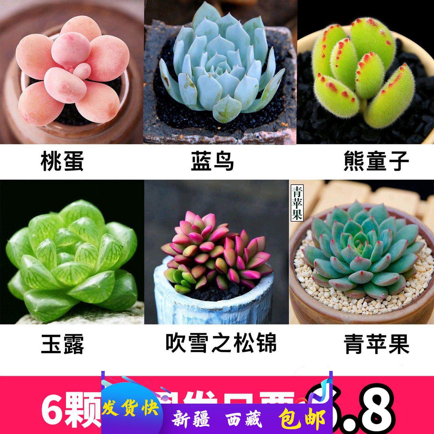 新疆西藏包邮多肉植物 桃蛋 玉露红宝石熊童子防辐射室内花卉盆栽