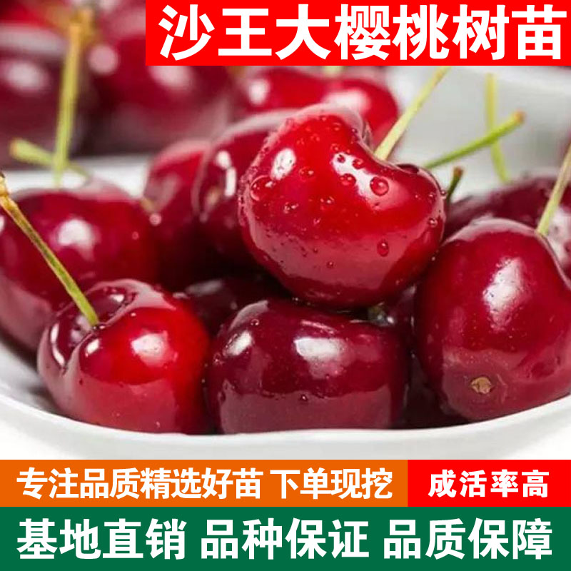 嫁接沙王大樱桃苗特大车厘子树苗新品种南方北方种植地栽盆栽结果