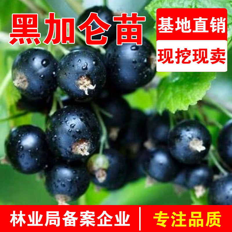黑加仑果树苗紫莓苗黑醋栗苗黑豆苗南方北方种植盆栽地栽当年结果