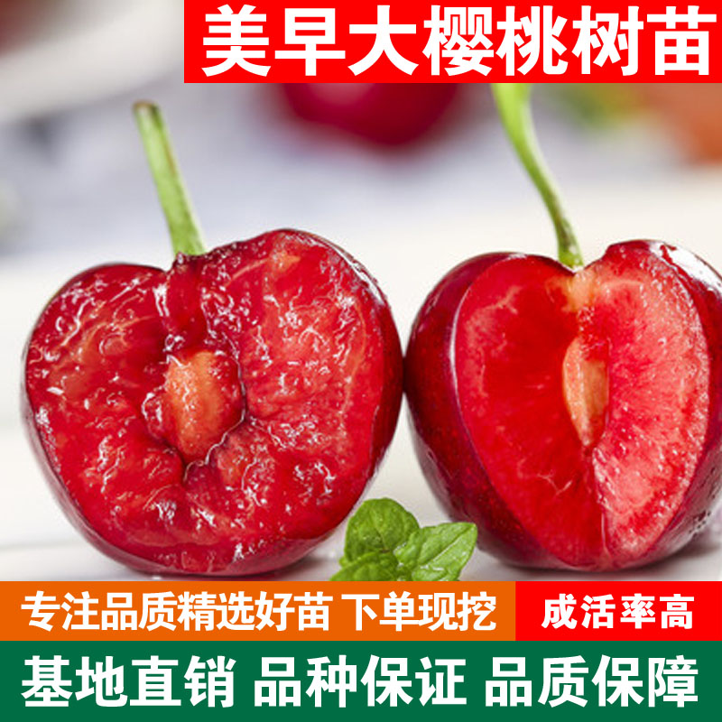 樱桃树苗特大樱桃苗美早南方北方种植当年结果苗盆栽地栽车厘子苗