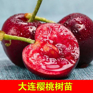 大连樱桃树苗嫁接品种盆栽地栽车厘子南北方种植辽宁樱桃果苗结果