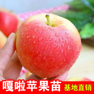 苹果树苗新嘎拉苹果苗红嘎拉皇家嘎啦苹果苗嫁接果树苗南北方种植