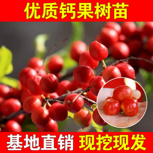 钙果苗南北种植东北特产抗寒钙果欧李名贵果树苗红钙果苗稀有品种