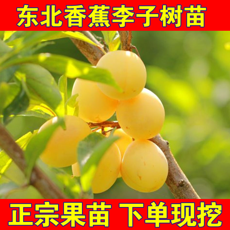 东北香蕉李子树苗嫁接果苗新品种黄李子耐寒高产李子盆栽地栽结果