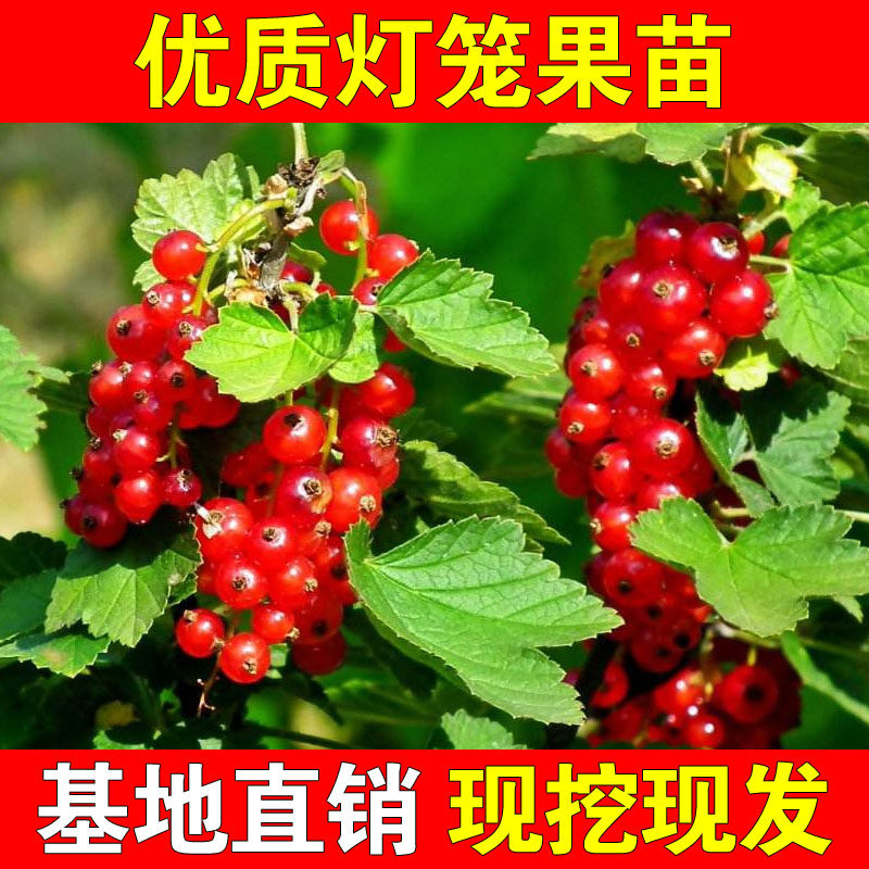 东北红醋栗果树苗盆栽正宗灯笼果苗南北种植阳台庭院地栽红醋栗苗
