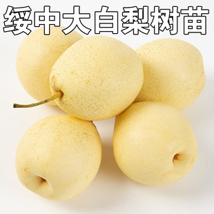 绥中大白梨树苗嫁接白梨苗盆栽地栽香甜白鸭梨南北方种植当年结果