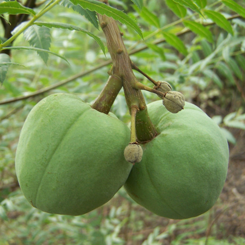 文冠果木瓜树苗观花赏食用油结果