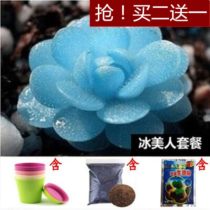四季易播进口多肉种子室内花玉露植物种子生石花多肉植物肉肉种子